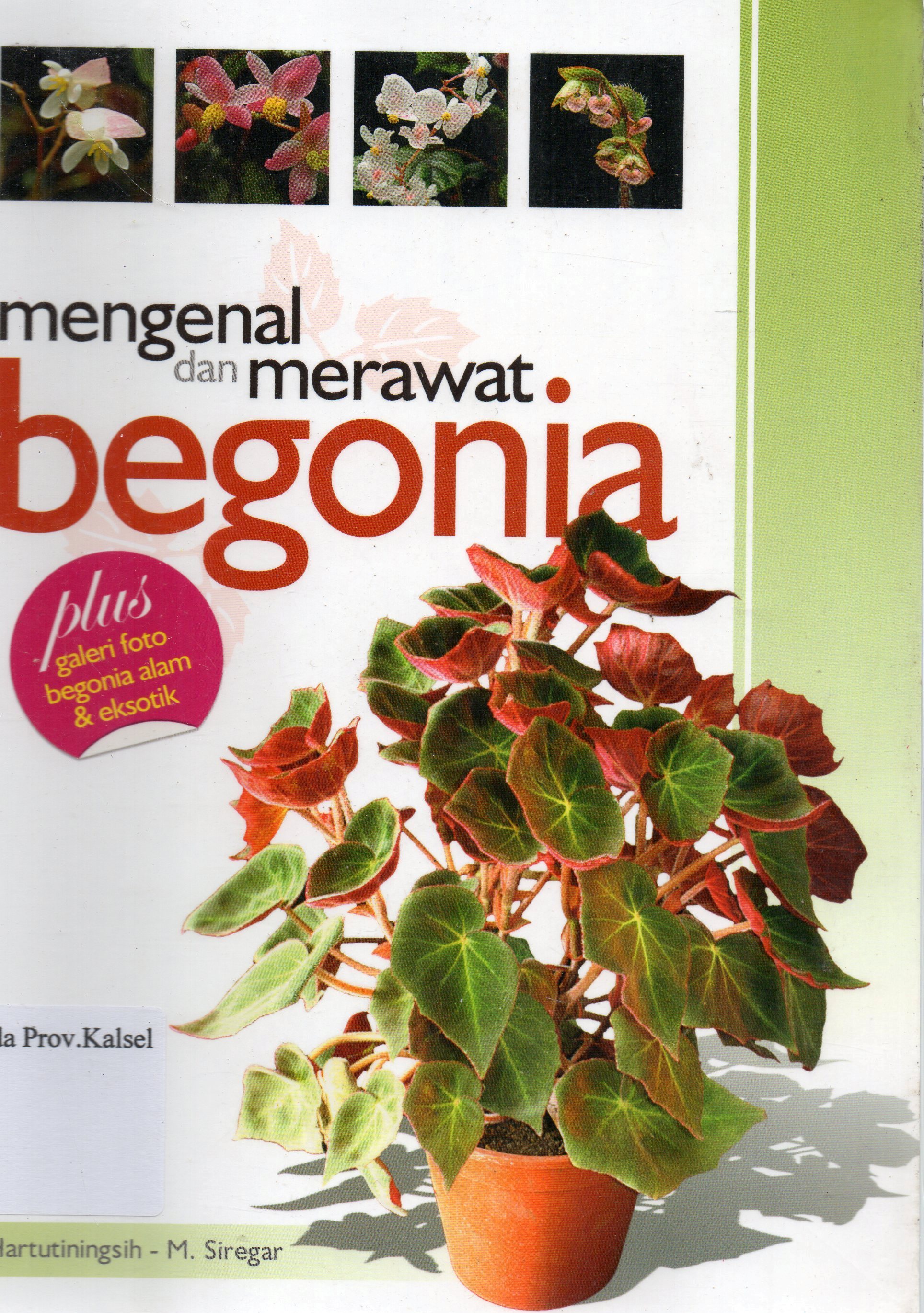 Cover Mengenal dan Merawat Begonia / Hartuntiningsih, M. Siregar ; penyunting, Bagus Harianto.